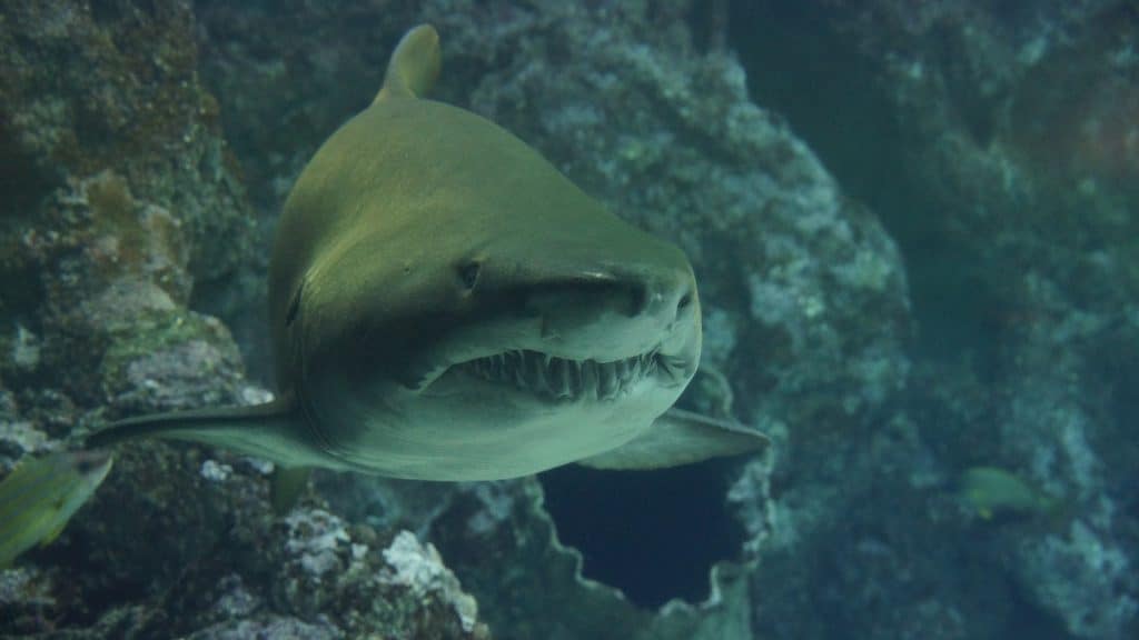 Ethereum hits six-month high as sharks, whales play dump and catch