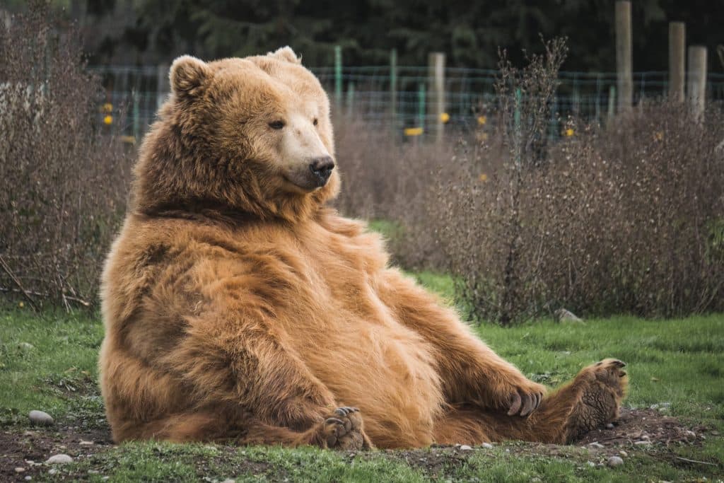 Solana’s [SOL] recovery thwarted - Will bears enjoy more benefits?
