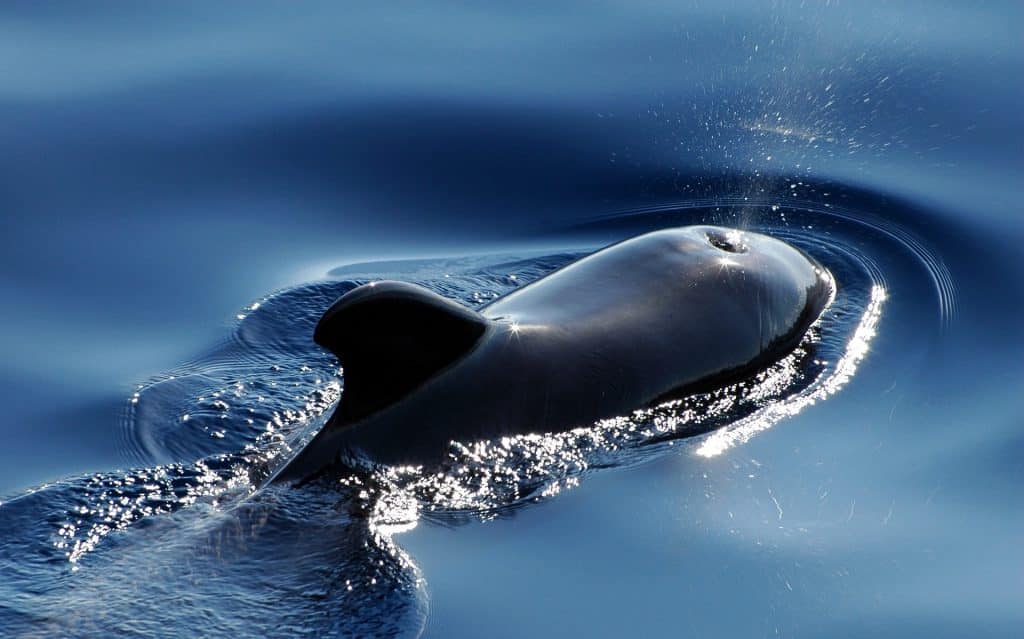 Cardano's whale transaction has an important signal for ADA holders