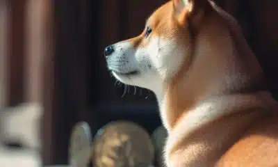 chatgpt shiba inu