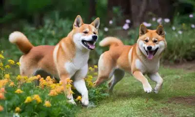 Shiba Inu Fibonacci levels highlight a bullish future