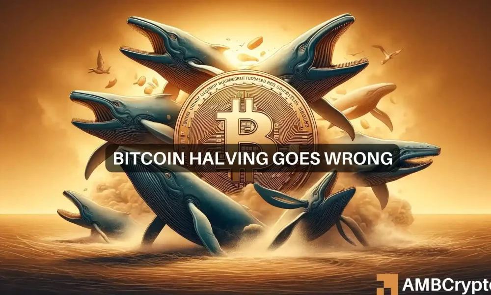 Spadek ceny Bitcoina po halvingu ujawnia zachowanie wielorybów