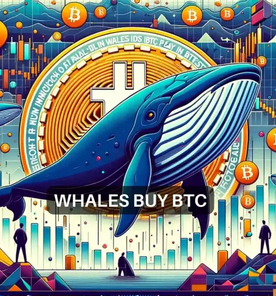 BTC whales buy