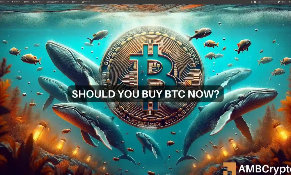 Szał zakupów wielorybów Bitcoin – co to oznacza dla Ciebie i Twoich gospodarstw