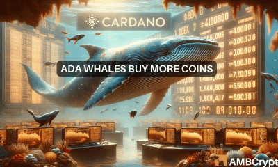 Can Cardano whales help overcome ADA's 7% drop in value?