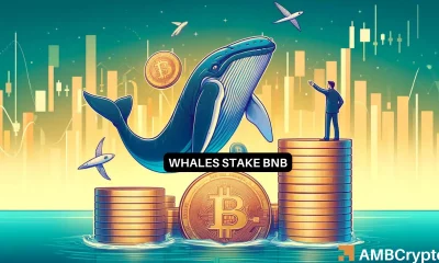 Whales stake more BNB despite THIS major concern: What's cooking?