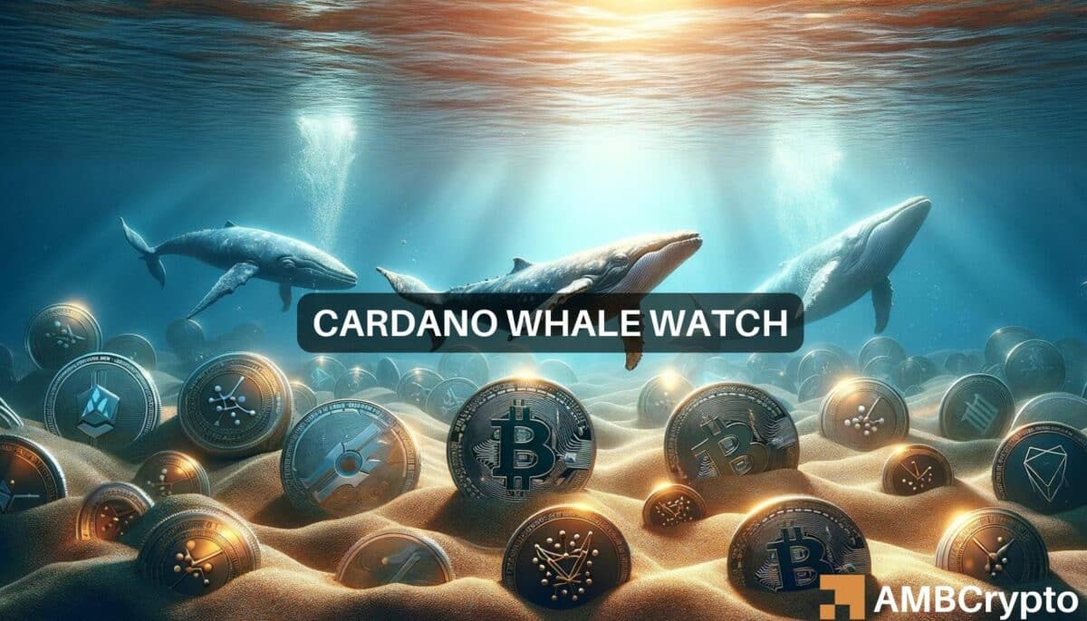 Cardano Whale Watch