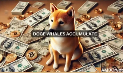 Betting on Dogecoin: Why DOGE is a whale favorite this month