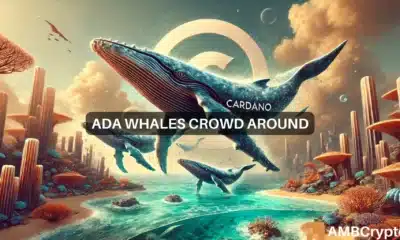 Cardano whale activity surges 1218% in 7 days - What about ADA?