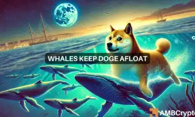 Dogecoin whale transfers 103 mln DOGE tokens: Sign of a bull run?