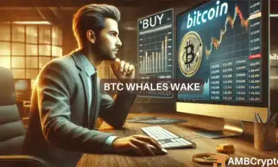 Bitcoin whales have ramped up efforts - THIS is why