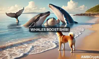 whales boost Shiba Inu