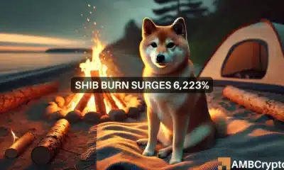 Shiba Inu