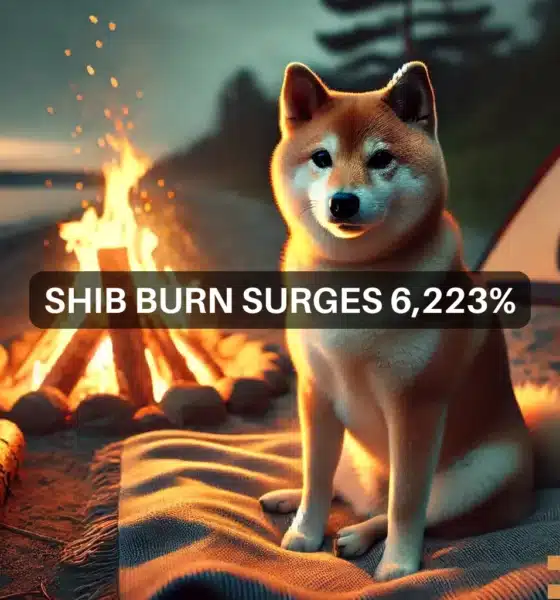 Shiba Inu