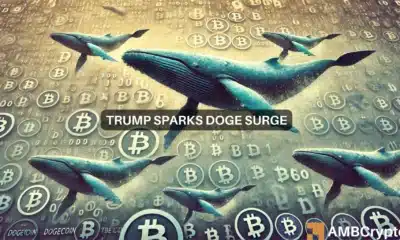 Trump Sparks Doge Surge