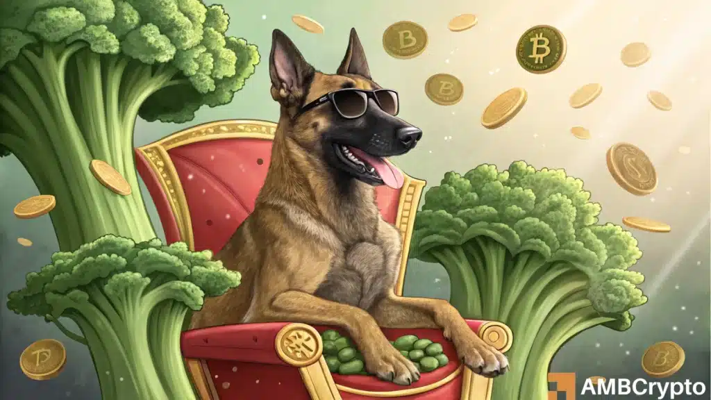 Broccoli Crypto mania - Here's how CZ's dog became a star!