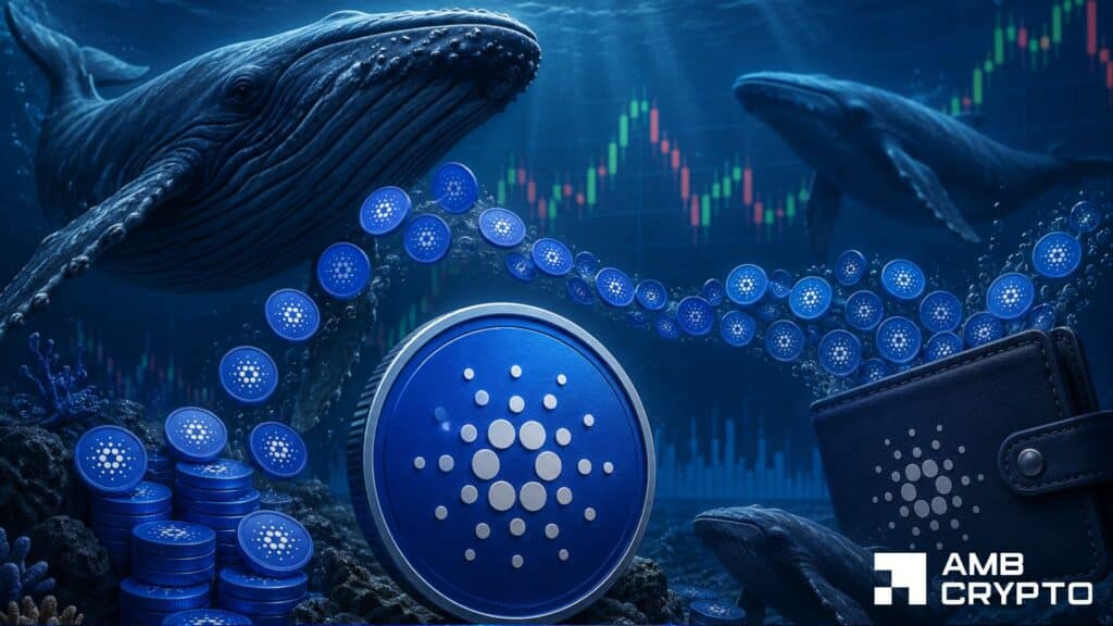 Cardano whales reached a multi-year accumulation high